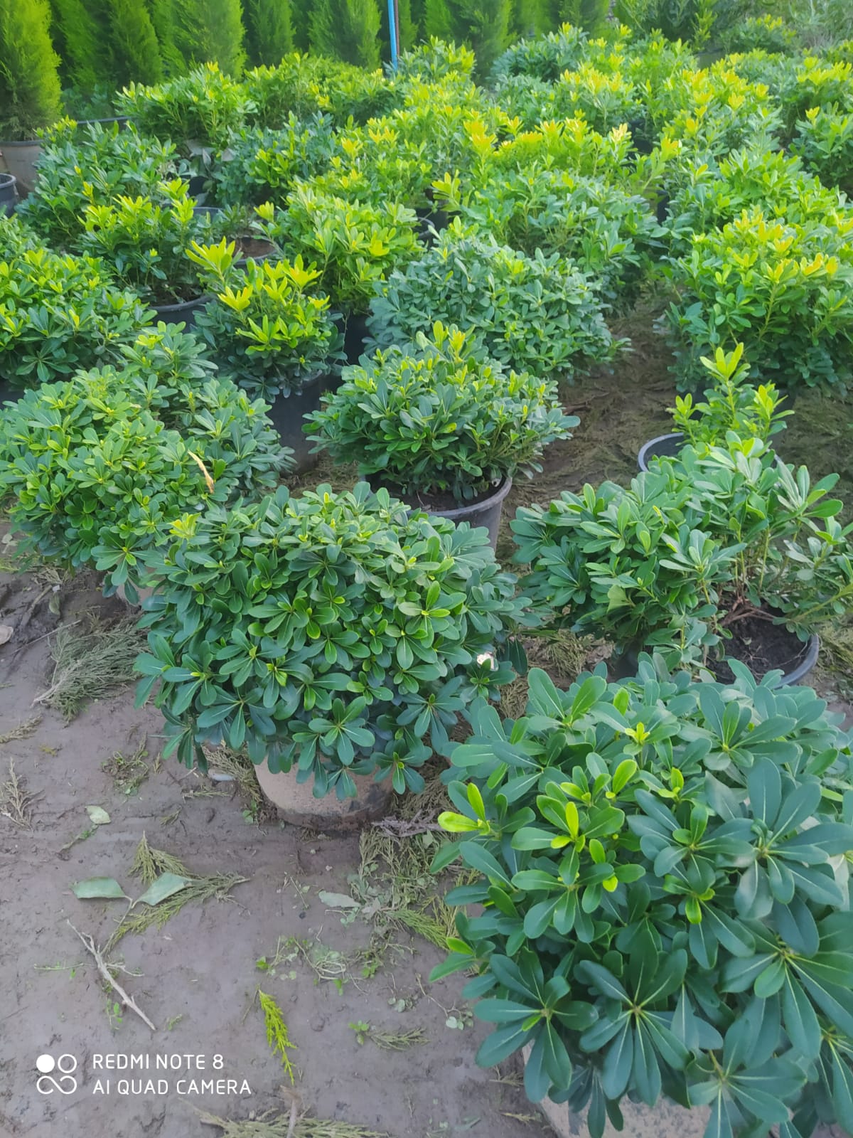 Almina Çiçekçilik 